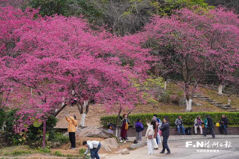 福州植物園開(kāi)啟賞櫻季